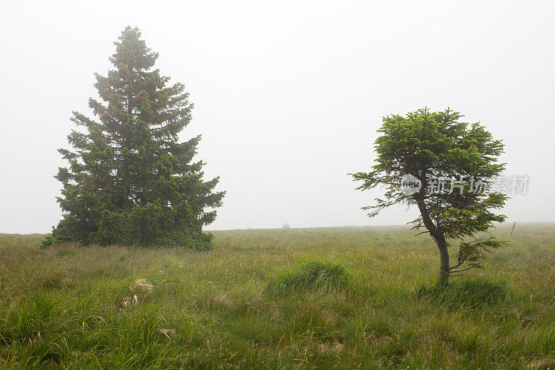Two trees of spruce on mountain meadow on an area of ​​mountain peak on foggy summer day .  Jesenik mountains.